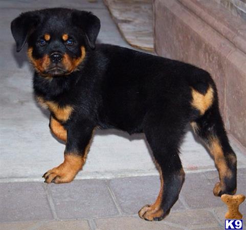 vonaslanrottweilers Picture 1